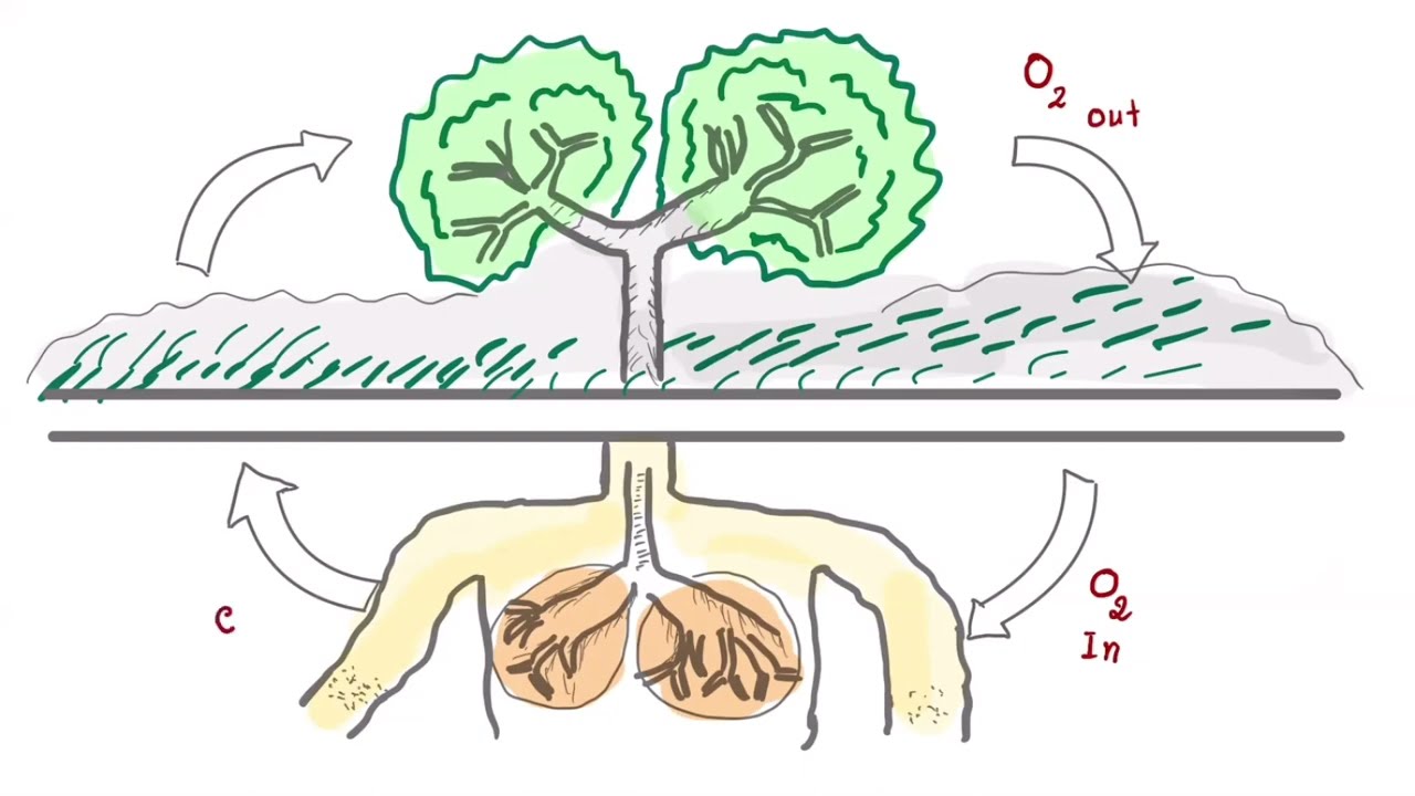 ព្រៃឈើគឺជាសួតរបស់ពិភពលោក - Forests Are the Lungs of World - LANG CHANTREA - #Chemistry