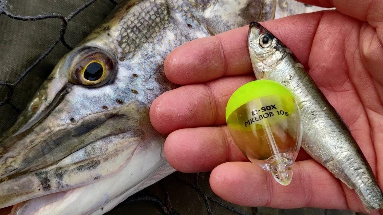 Deadbait Days of February - Pike Fishing