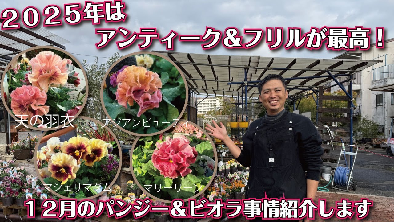 １２月からしかゲット出来ないアンティーク＆フリルパンジーが最高にキレイな理由を解説します！