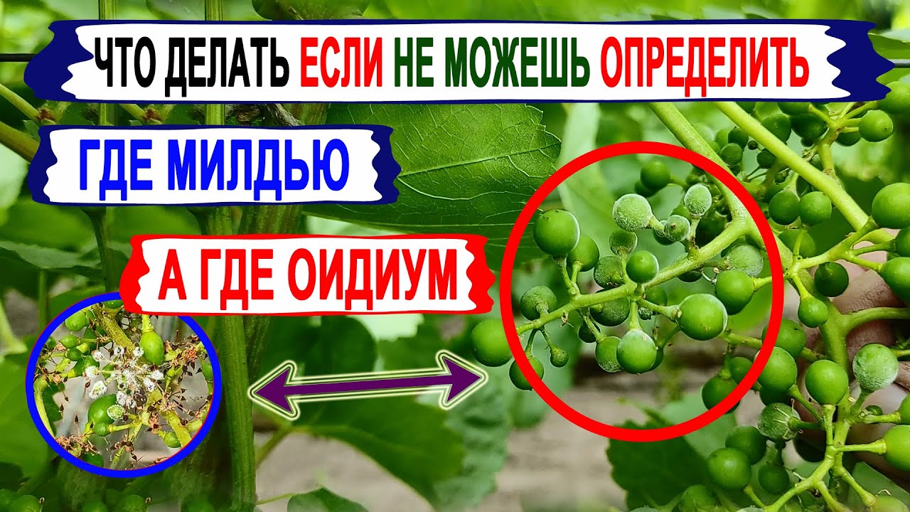 🍇 Не МОЖЕШЬ отличить МИЛДЬЮ от ОИДИУМА на винограде. Вот что нужно ДЕЛАТЬ НЕМЕДЛЕННО.
