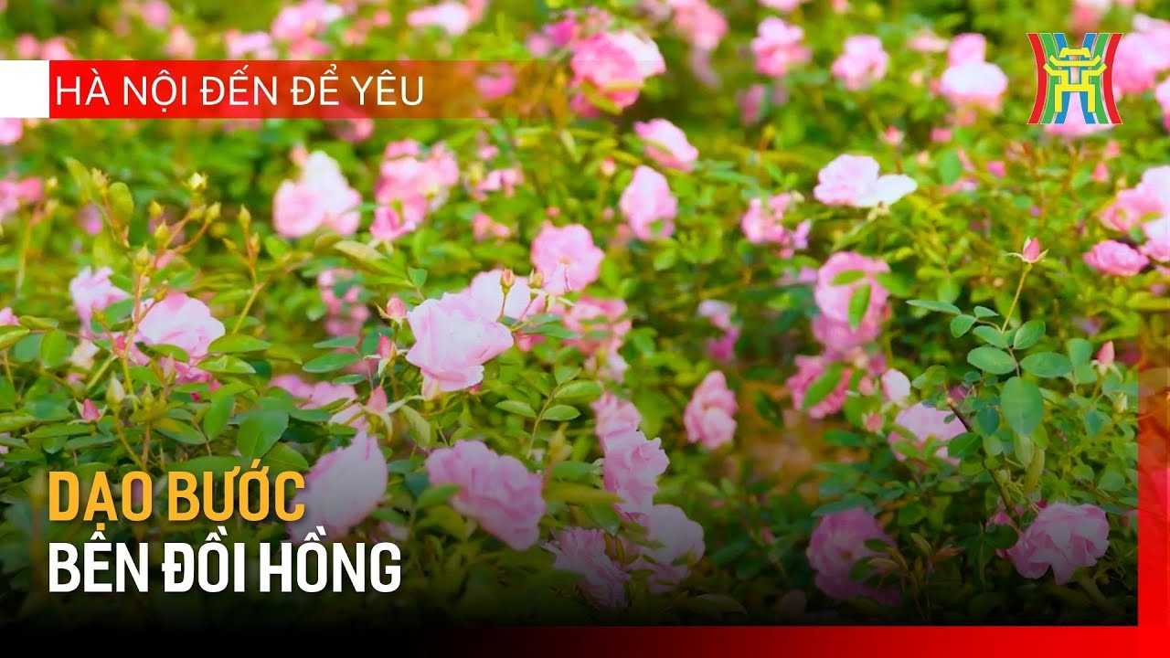 Dạo bước bên đồi hồng | Hà Nội đến để yêu