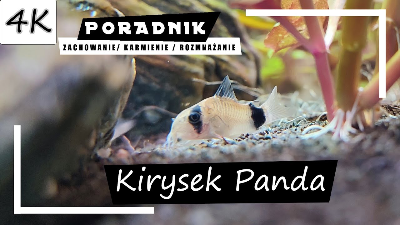 панда кираса  - полное руководство [4K]