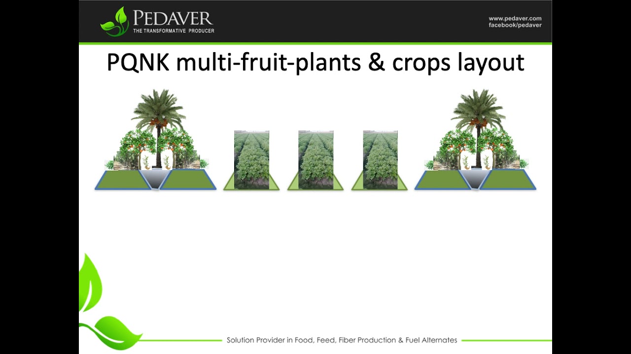 Fruit trees Alleys and filled crops PQNK - The Natural Ecosystem Science - Paradoxical Agriculture