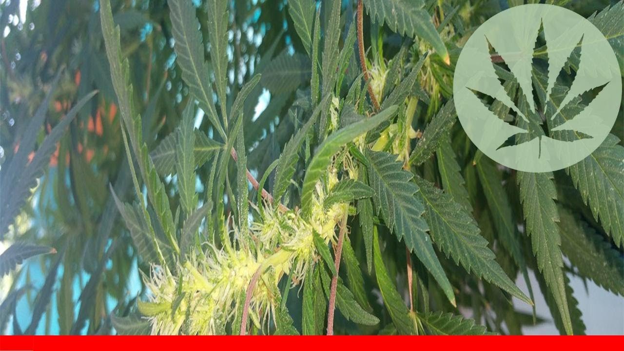 Damnesia - All About This Strain
