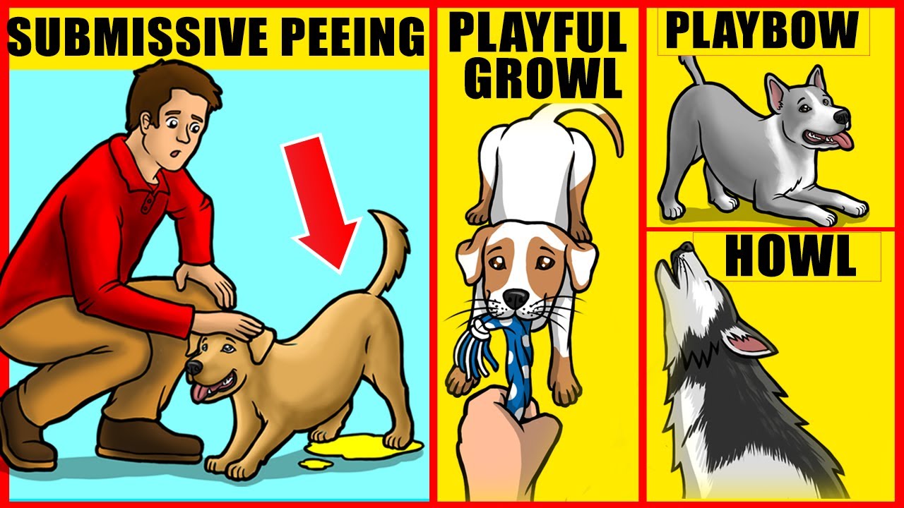14 Ways to Understand Your Dog
