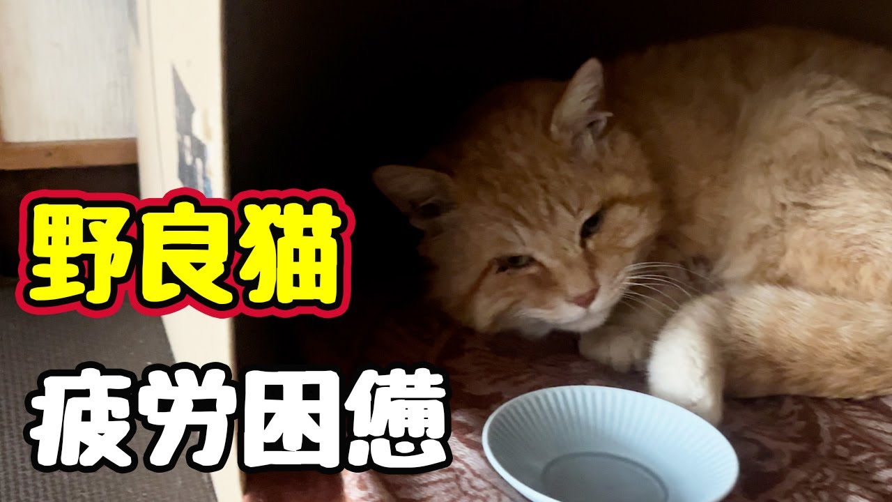 【野良猫】帰ってきました