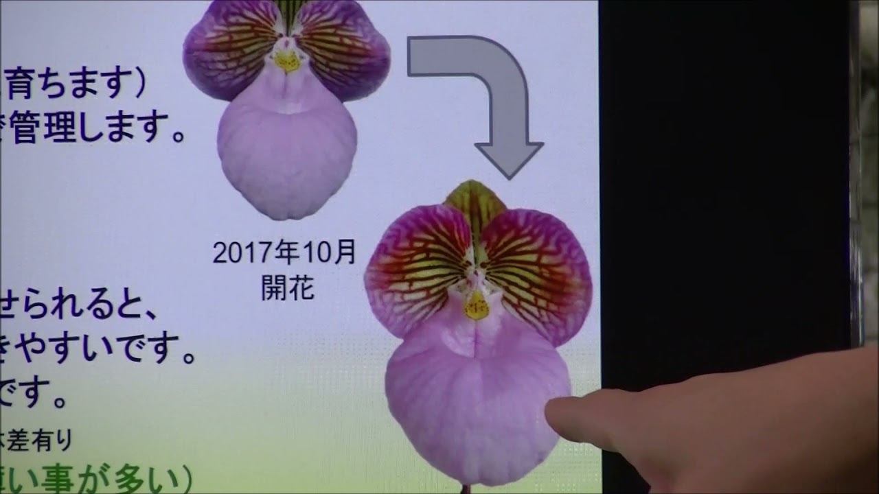 ラン王子が初めて明かすミクランサムの栽培極意！