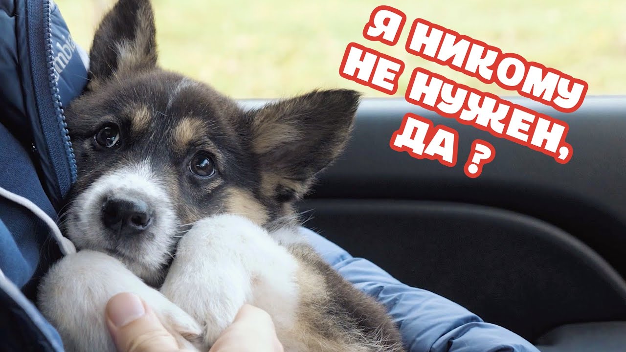 От щенка отказались. Щенок из-под гаража.