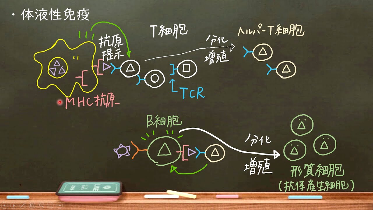 おうち生物　36 . 適応免疫（獲得免疫）