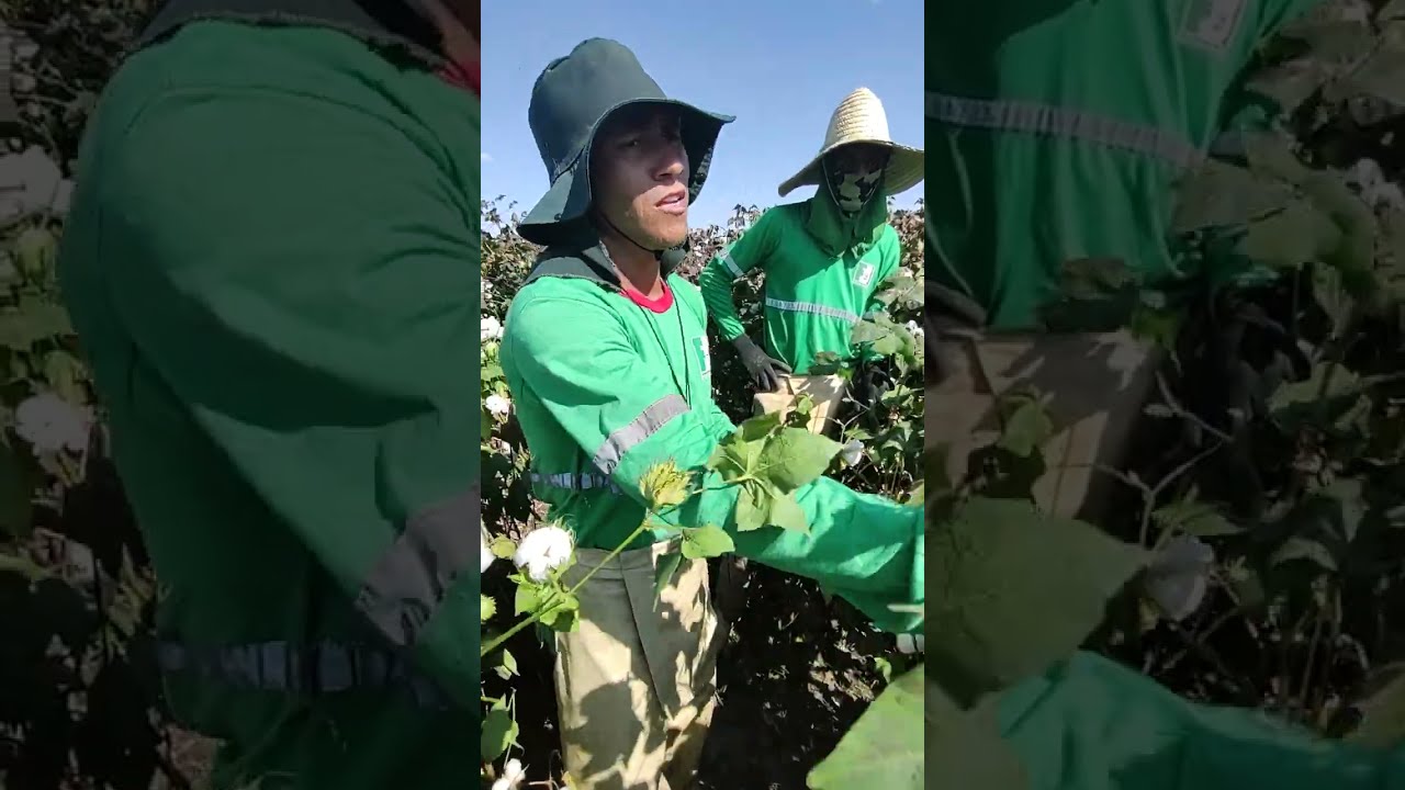 Estimativa de produtividade do algodoeiro.