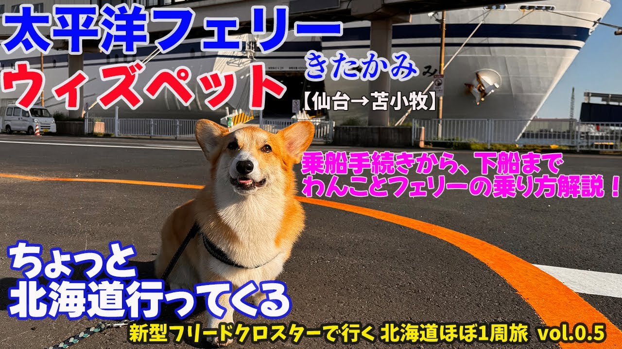 【犬連れ北海道ほぼ一周旅⓪】初！犬連れフェリー乗船手続きから、下船まで、初めてづくしのフェリーは楽しかったコーギーと飼い主