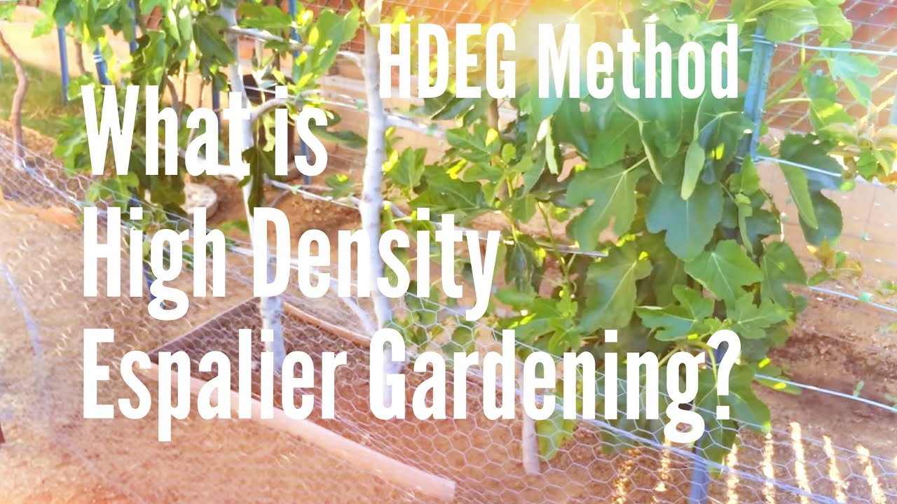 HDEG Method: What is High Density Espalier Gardening? (High Density Espalier Gardener)