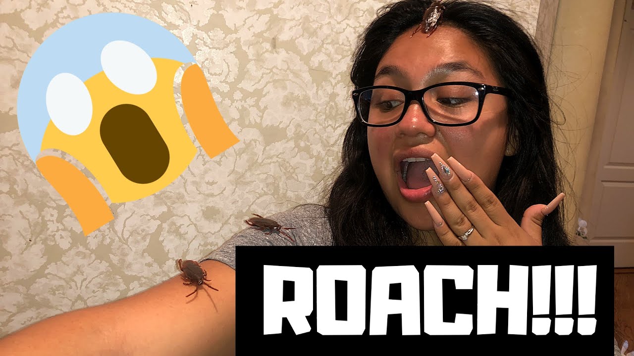 COCKROACH PRANK ON GIRLFRIEND!!