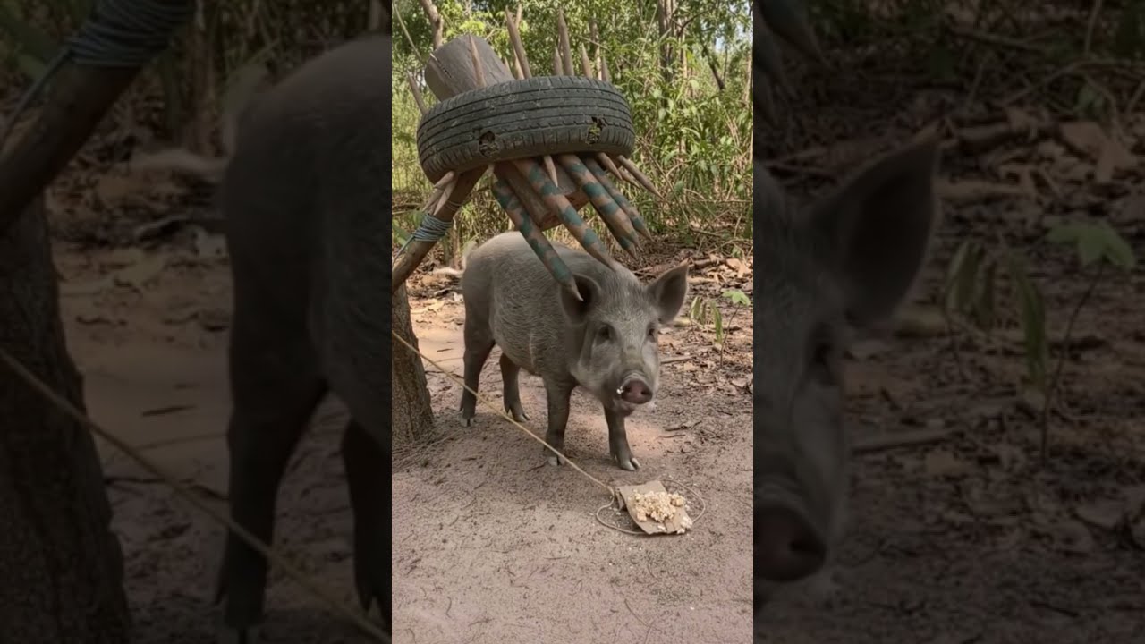 Top 10 Most Efficient Wild Boar Trap Designs | Clever DIY Boar Traps That Actually Work.#survival