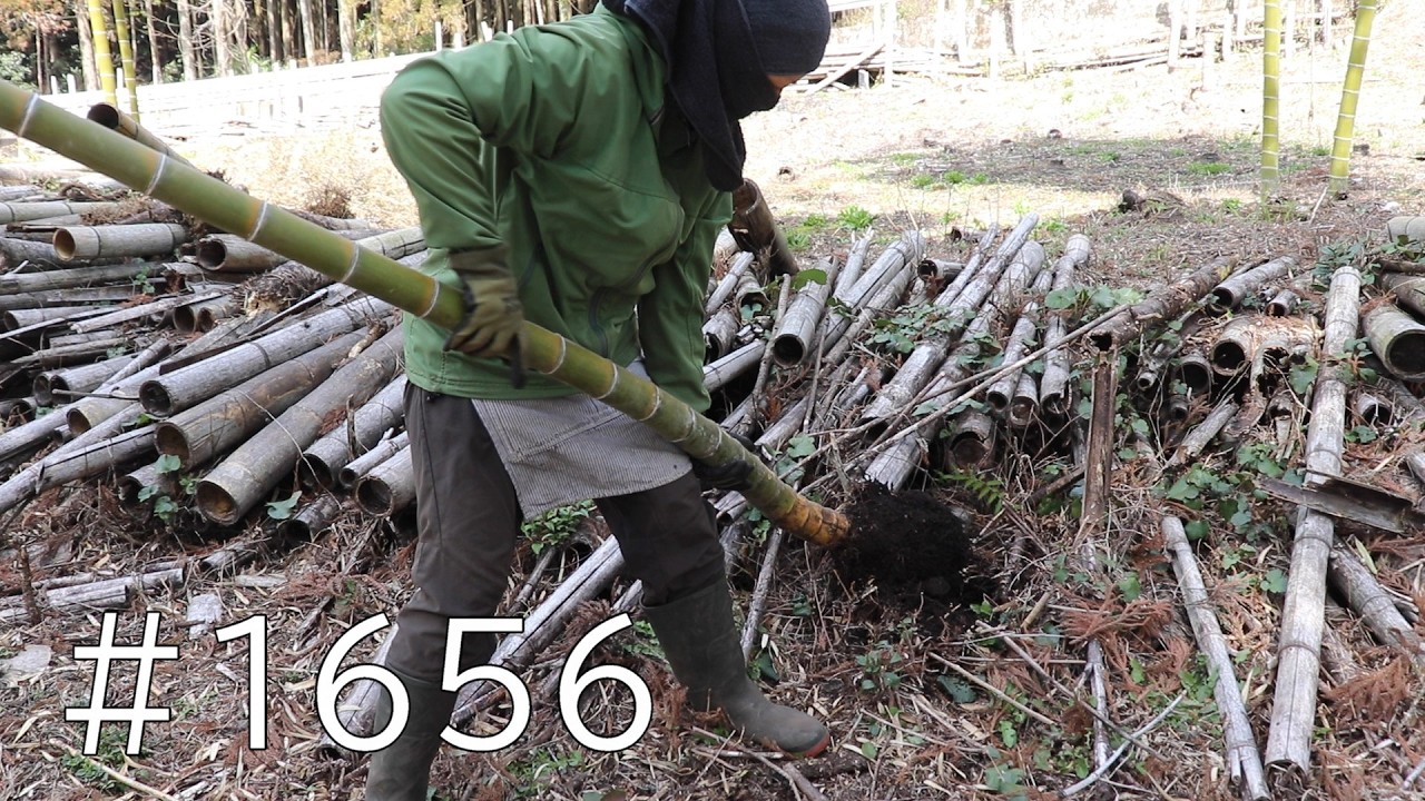 強風で倒れたままの竹を片付けて根っこをズボズボ引っこ抜くよ｜少しづつ歩きやすくなってきたね