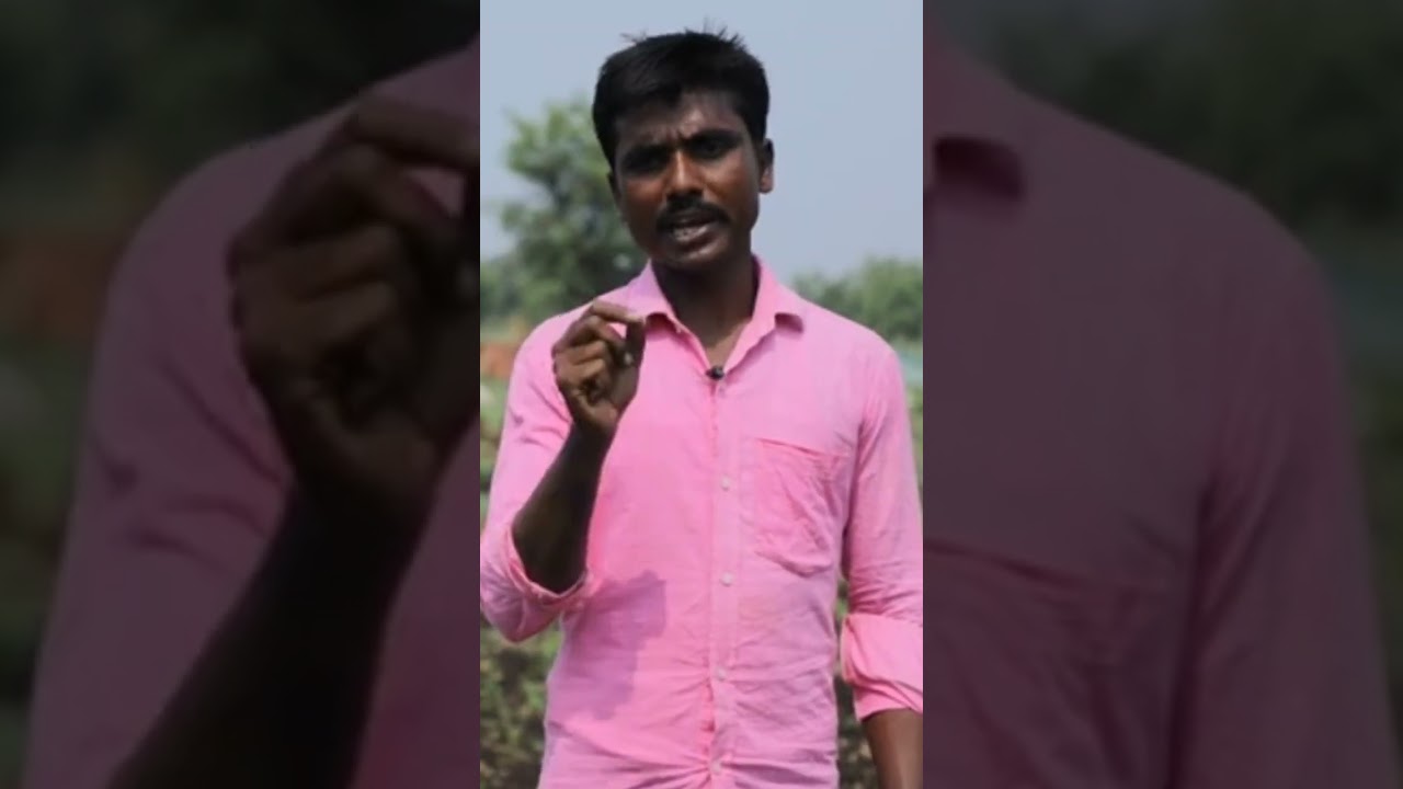 Gypsum application effect in ground nut crop #agriculture #viral #groundnut