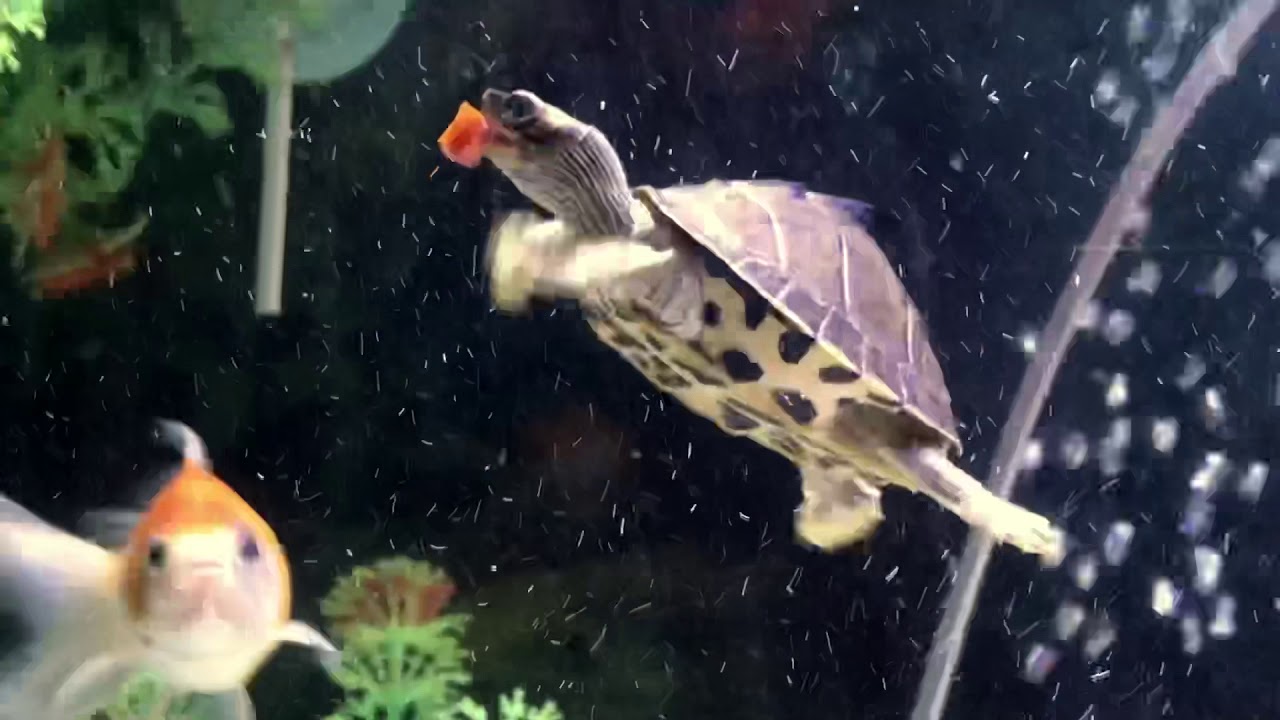 Indian roofed turtle ❤️😍🐢