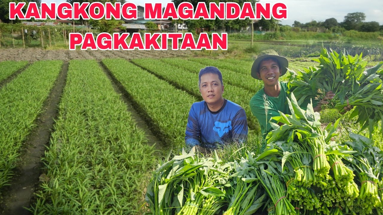 Malawak na Taniman ng kangkong magandang Pagkakitaan...Lusot pang gastos araw araw