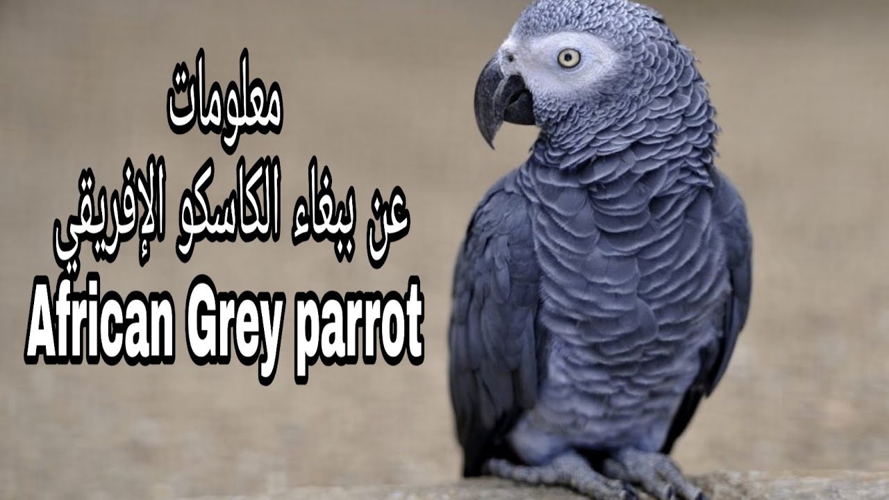 معلومات عن الببغاء الرمادي الإفريقي الكاسكو   2020❤African  Grey  parrot