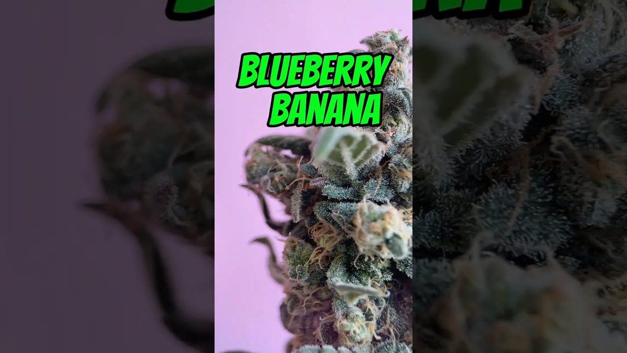 Blueberry Banana Strain Review 🍌🫐 | Cookies In-House Indoor | StankyFlowers