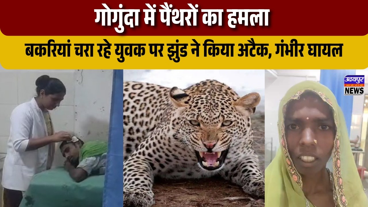 गोगुंदा में पैंथरों का हमला: बकरियां चरा रहे युवक पर झुंड ने किया अटैक, गंभीर घायल