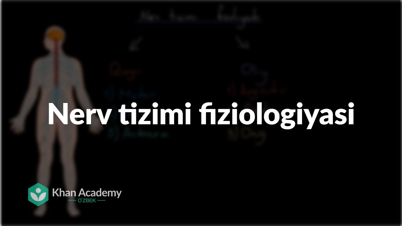 Nerv tizimi fiziologiyasi | Nerv tizimi |  Tibbiyot