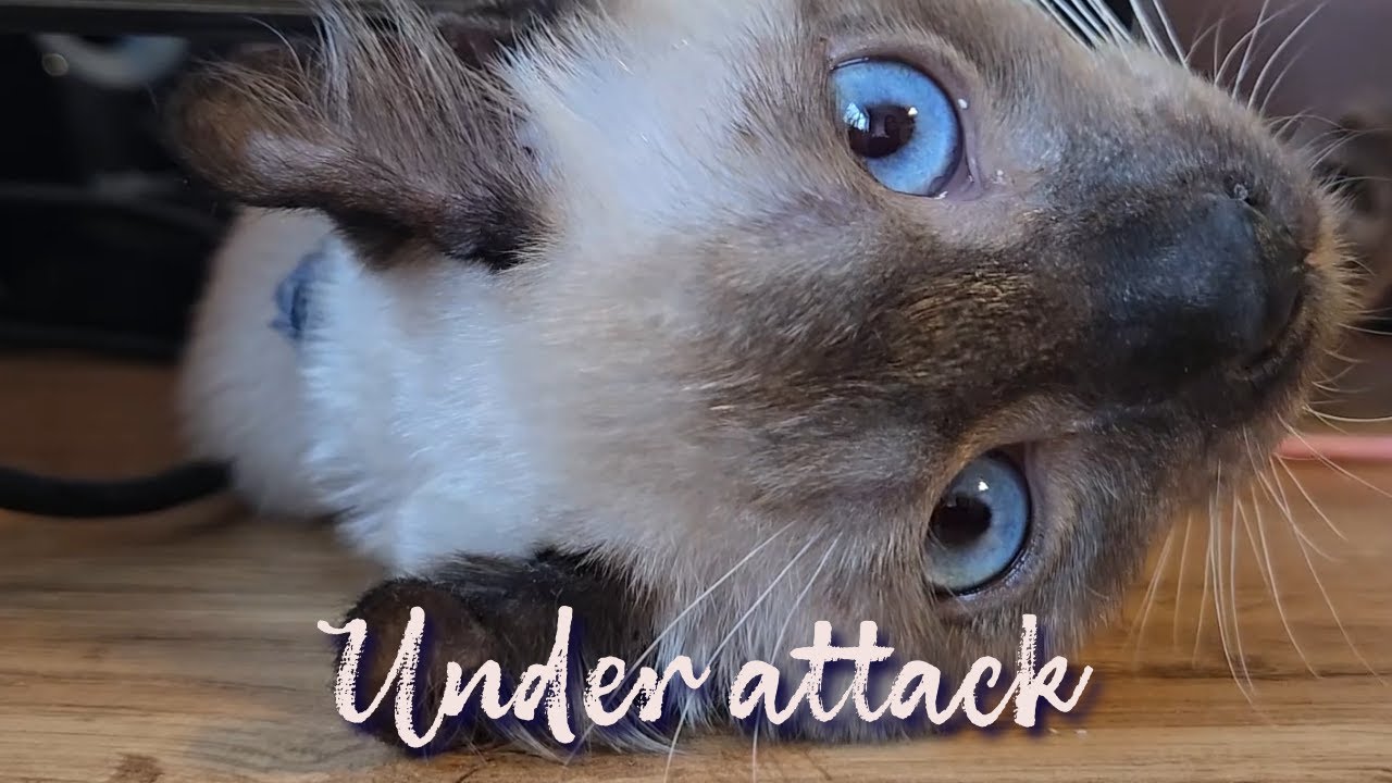 Cat playing under my monitor