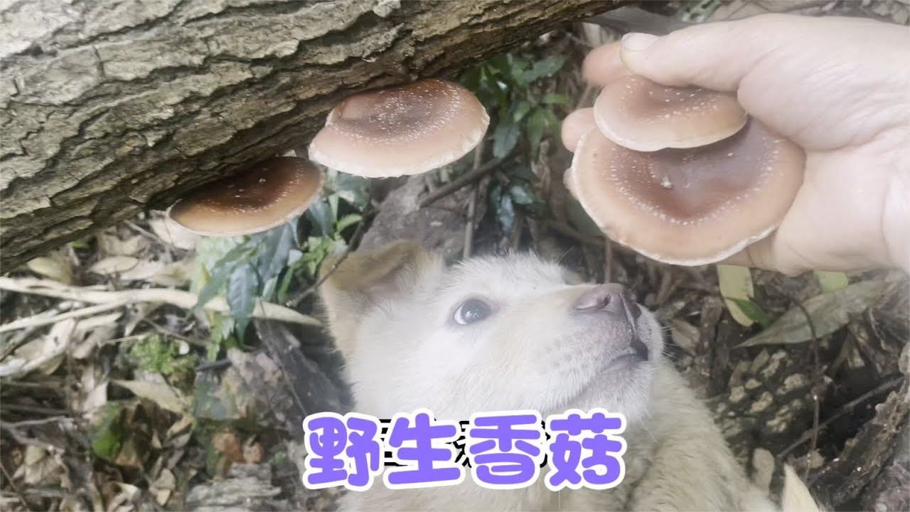 雨锅带着福来去巡山，收获了野生香菇，还偶遇了长满鳞片的木头