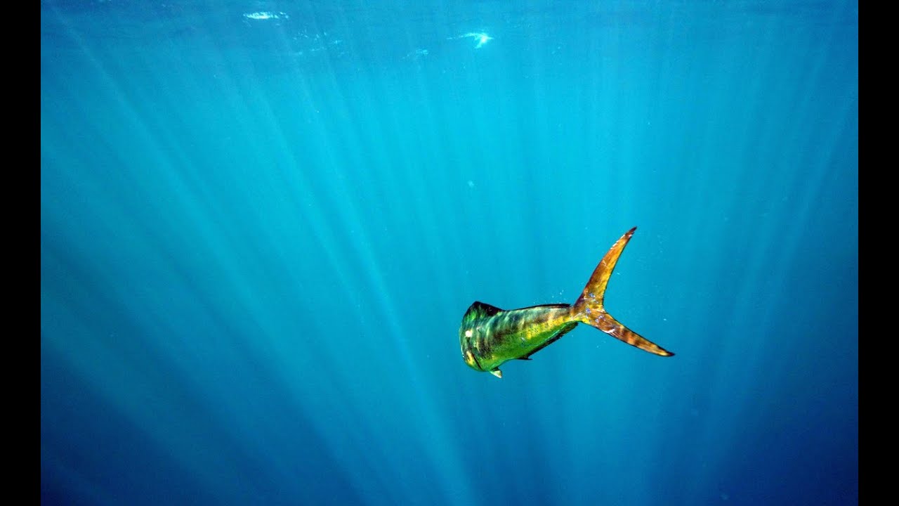 Dorado Fishing Tactics