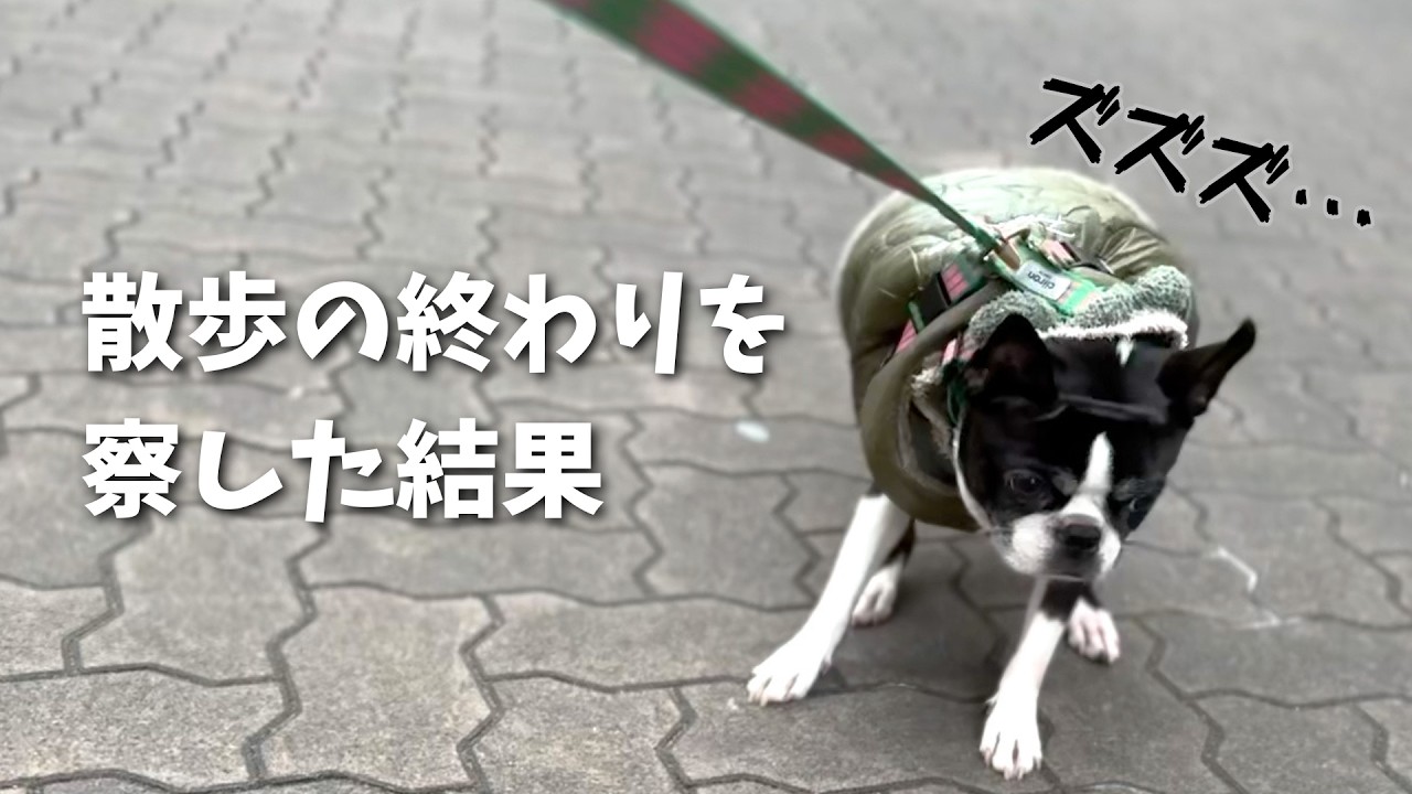 【悲報】散歩の終わりを察して地蔵になる犬