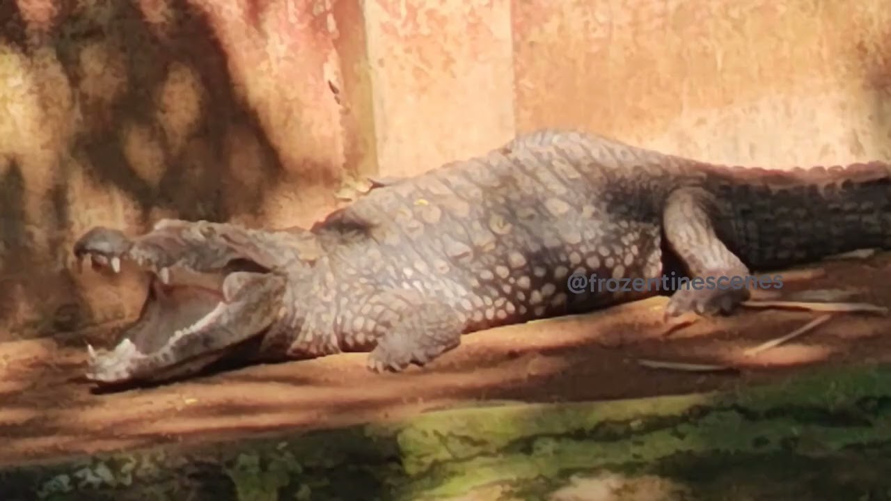 పాములపై భయం కాదు అవగాహన 🐍 | చెన్నై స్నేక్ పార్క్