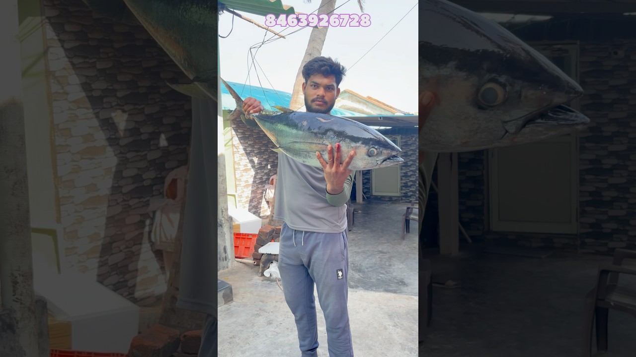 కర్నూల్ 10kg tuna fish డెలివరీ చేశాను#viralreels#trendingreels#seafish#seafishing#ramufishpacking