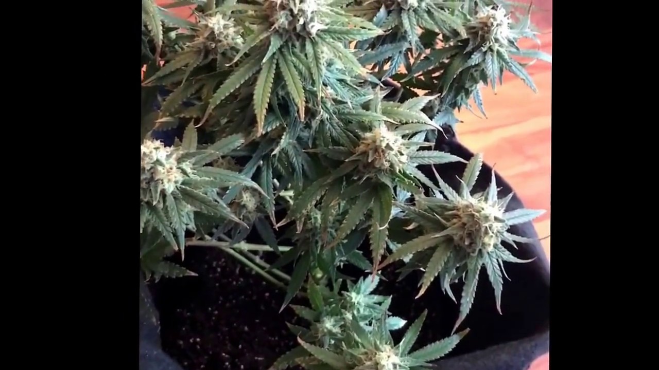 Cannibussix Lemon OG Haze Day 80. Day 54 of Flowering.