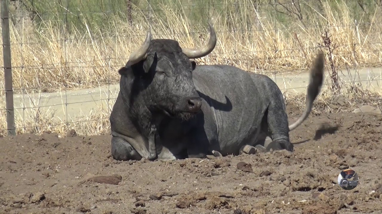 Cobradiezmos, toro indultado de Victorino Martín / brave bull