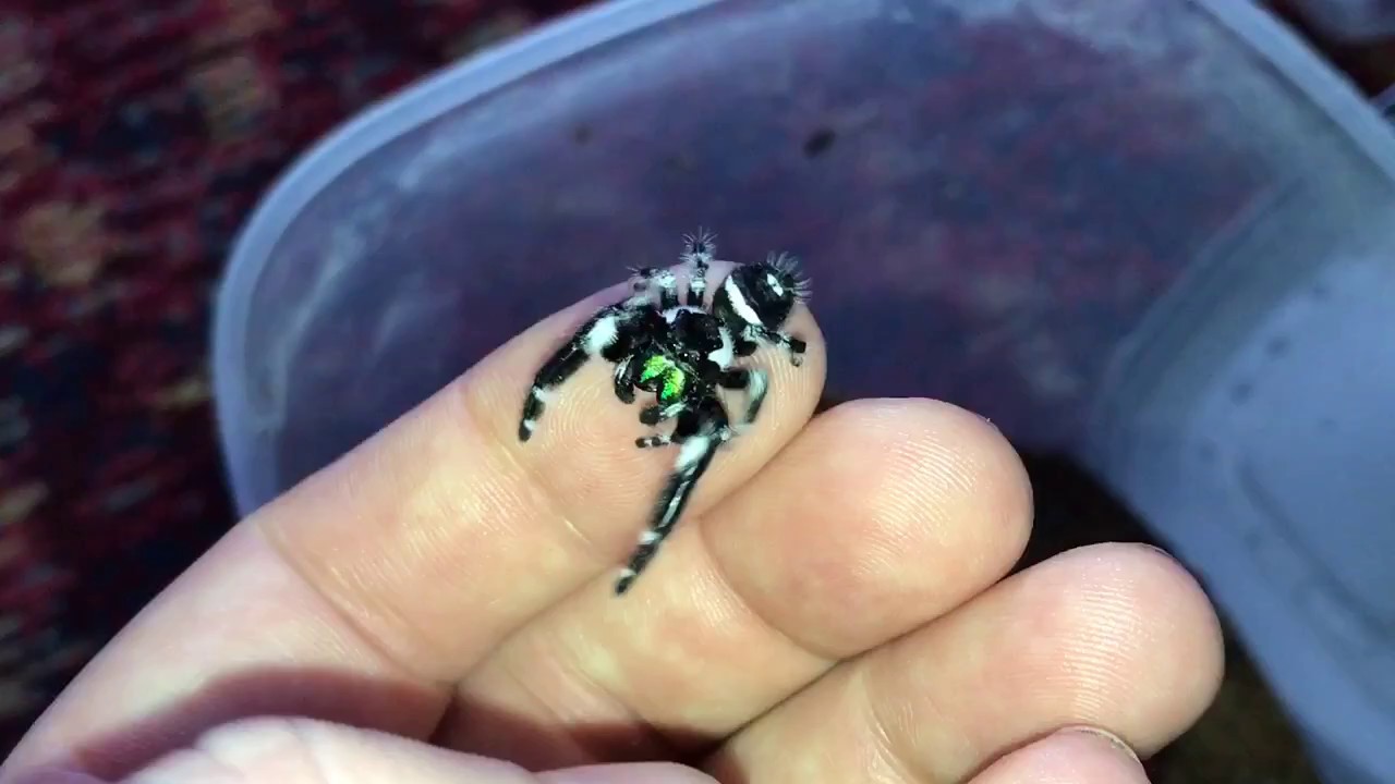 Phidippus Regius (Regal Jumping Spider) male having a wander.