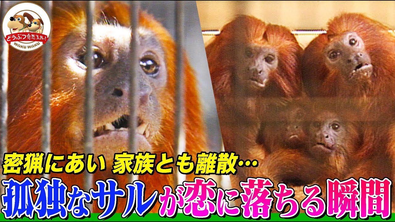 【恋に落ちる瞬間】密猟で家族を失った超稀少サルの「お見合い大作戦」！ゴールデンライオンタマリンを森へ帰すための訓練と活動を追う第２弾【どうぶつ奇想天外／WAKUWAKU】