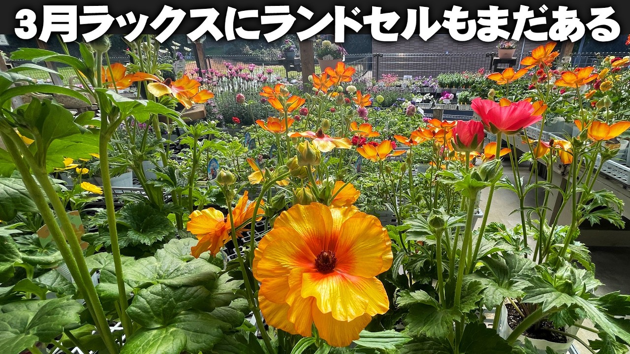 【3月の花売り場】ラナンキュラス・ラックスやランドセルも3月になると残り僅か！セールもチェックしつつ見つけたら買っとこう【園芸】【ガーデニング】