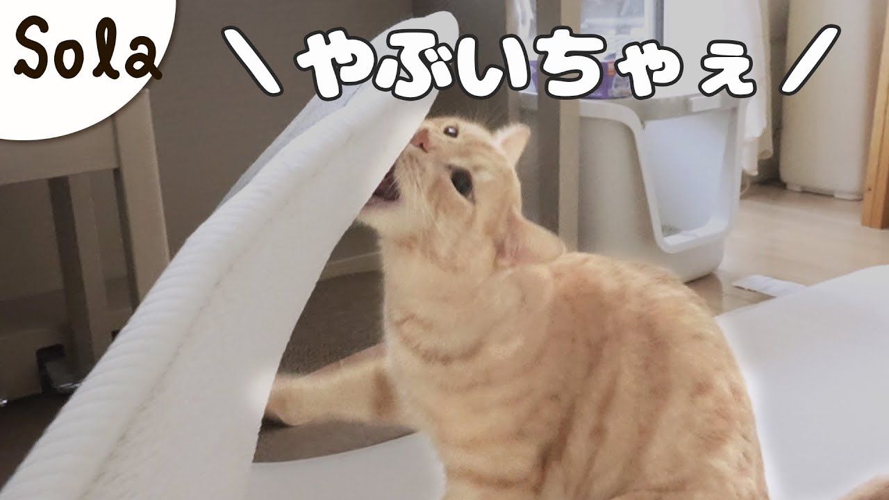 まさかの“シゴデキ猫”！　がしかし...やっぱこうなるよね^^;