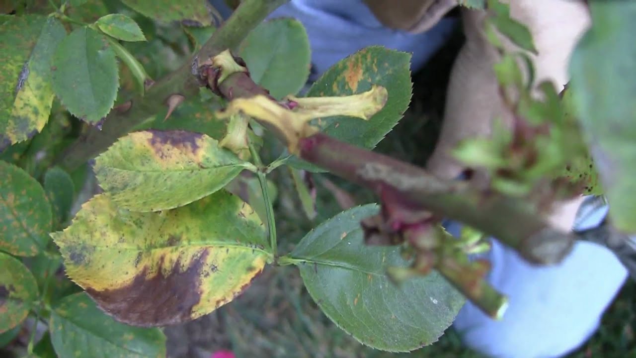 Gardening Rhythms: Winter Pruning Roses