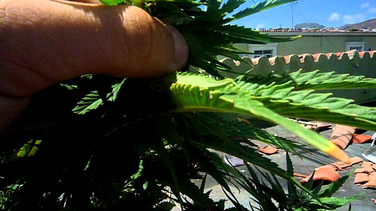 Mi marihuana Cogollando ( SuperSkunk)