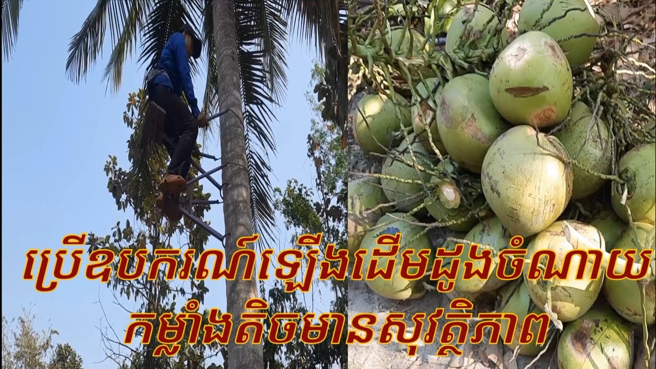 ឧបករណ៍ឡើងដើមដូង ចំណាយកម្លាំងតិចងាយស្រួលប្រើនិងមានសុវត្ថិភាព