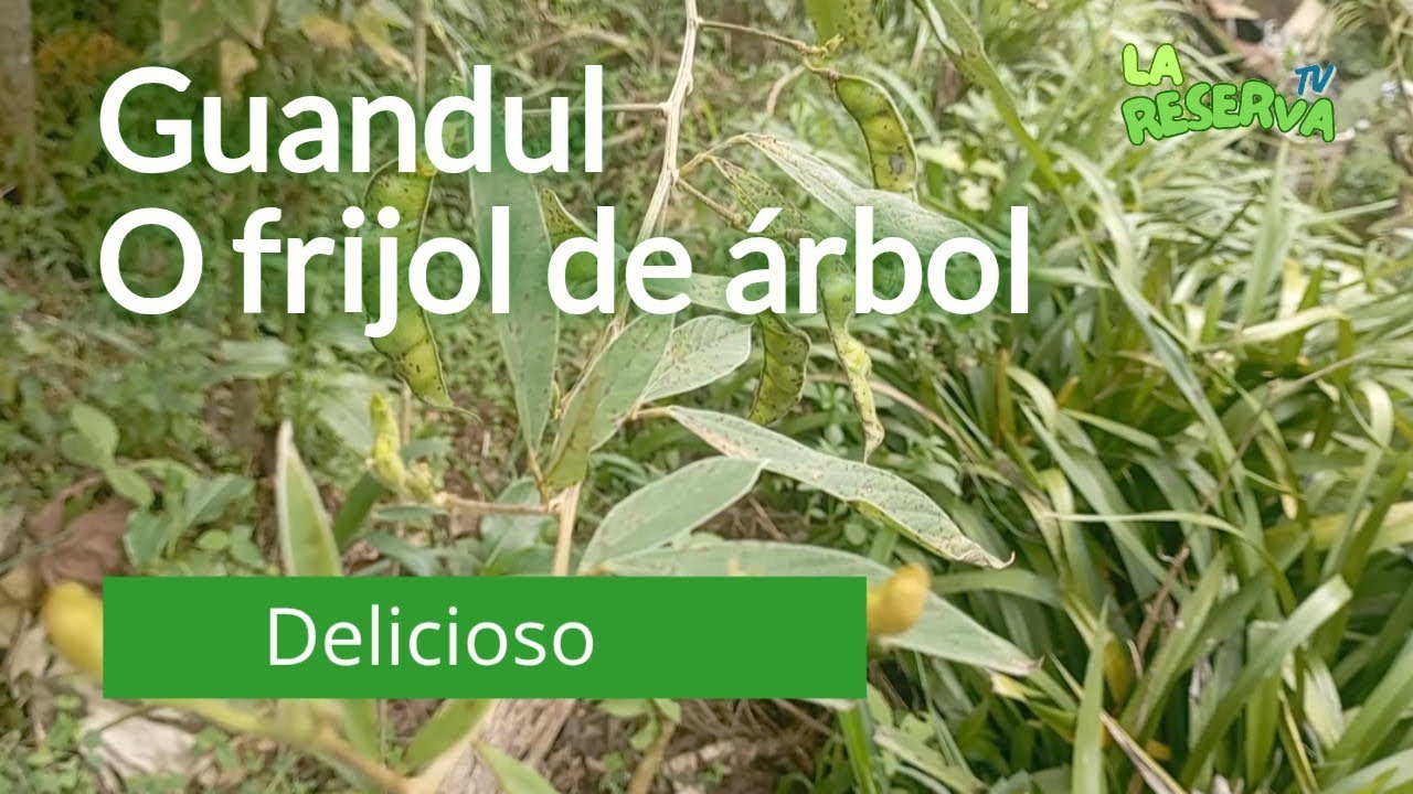 Guandul Frijol de árbol o quinchoncho