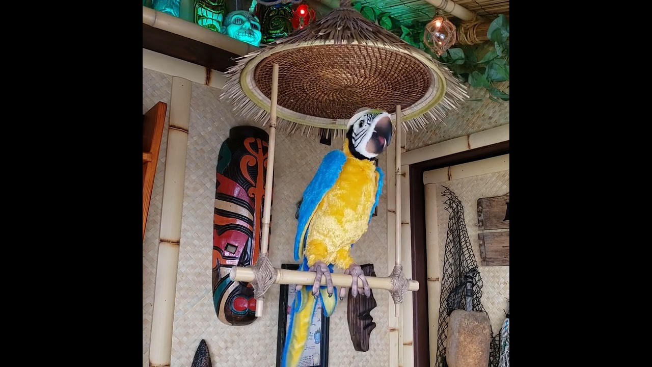Squawkers McCaw in my Tiki Bar!
