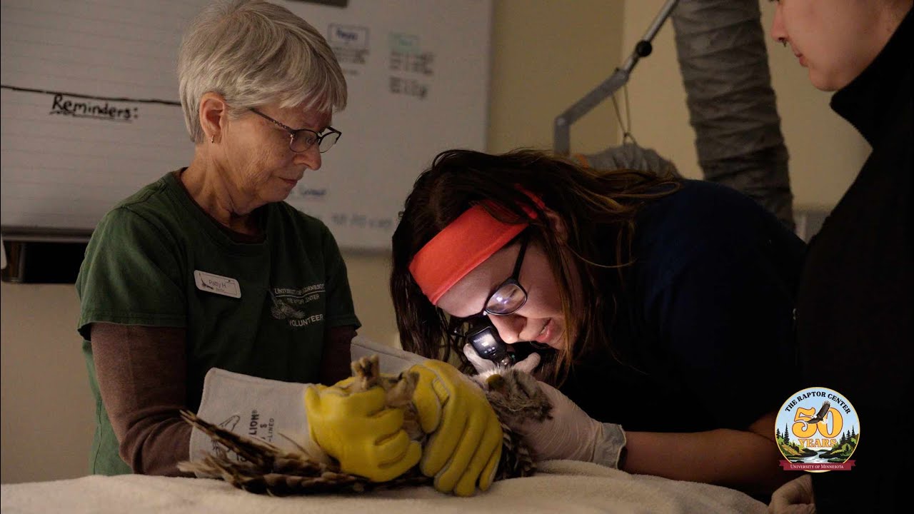 The Raptor Center - University of Minnesota - Clinic Day in the Life Story