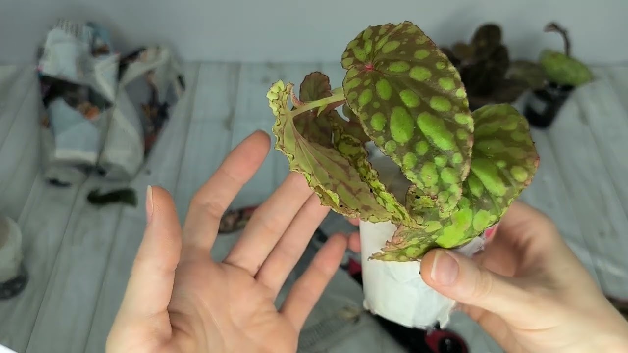 Пополнение😍 Посылочка с бегошками🤗