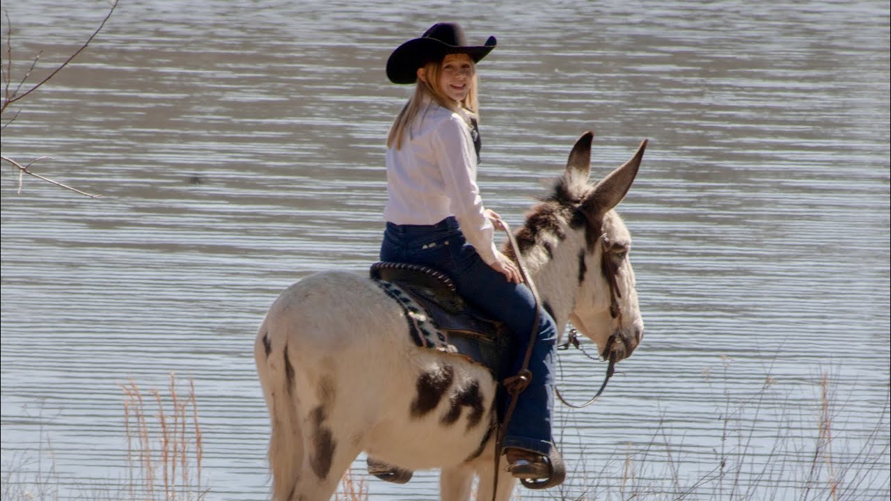 Donald- 4 yr old 49” Spotted Donkey heading to The Great American Trail Sale
