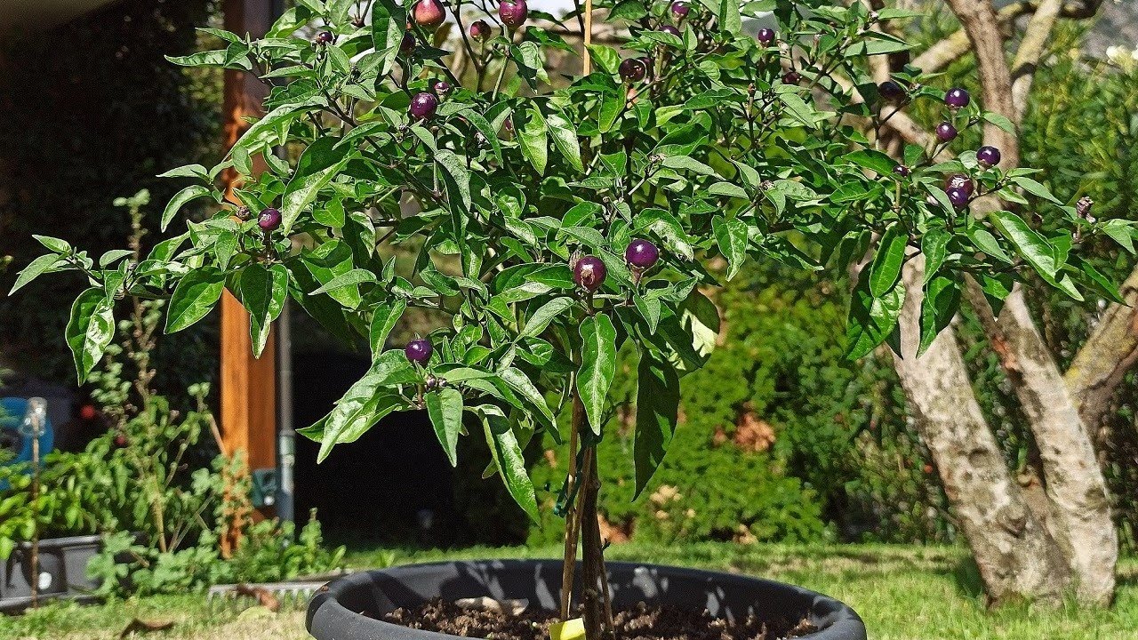 Coltivare Peperoncini sul Balcone