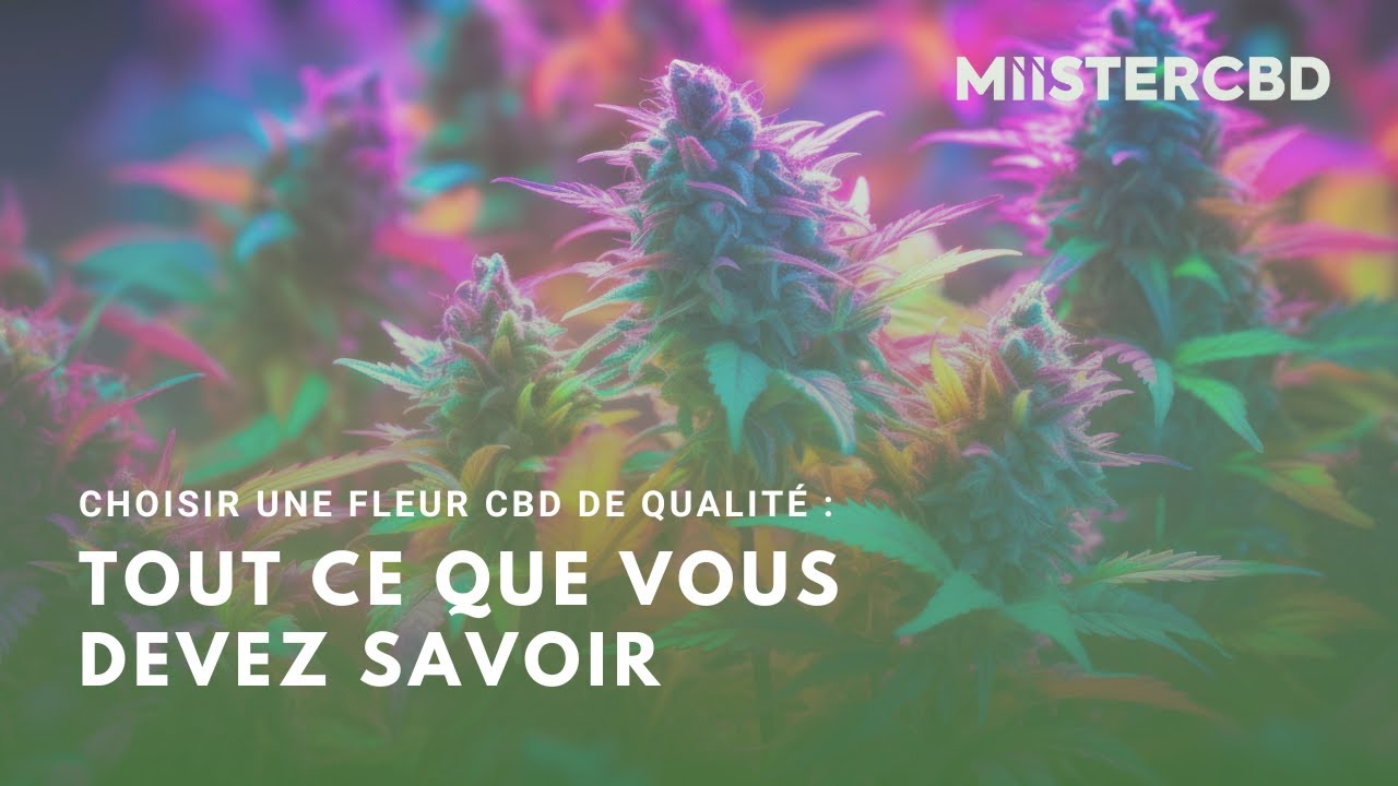 Comment choisir la MEILLEURE FLEUR DE CBD ? 🥦
