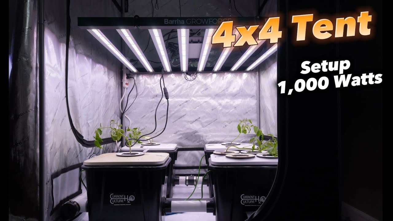 4x4 Grow Tent Setup - Barrina GrowForce BG10 - AC Infinity - Current Culture Solution - RDWC