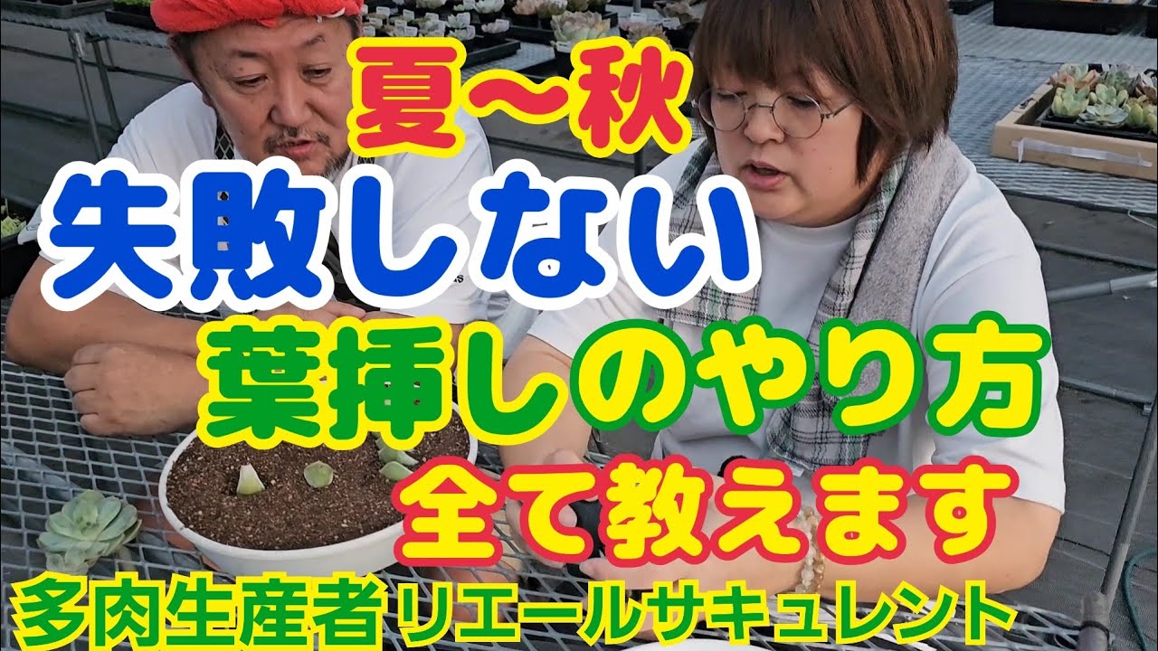【多肉植物】【葉挿し】夏～秋‼️失敗しない❕葉挿しのやり方‼️全て教えます🎵2025年9月13日